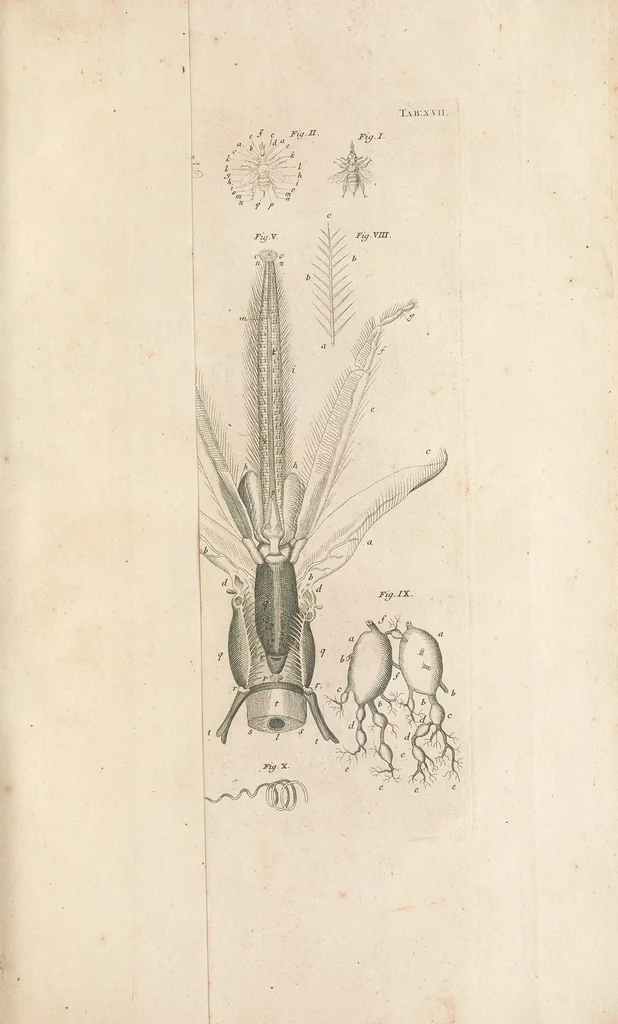 An illustration from Bybel der natuure, 1737, leaf 715