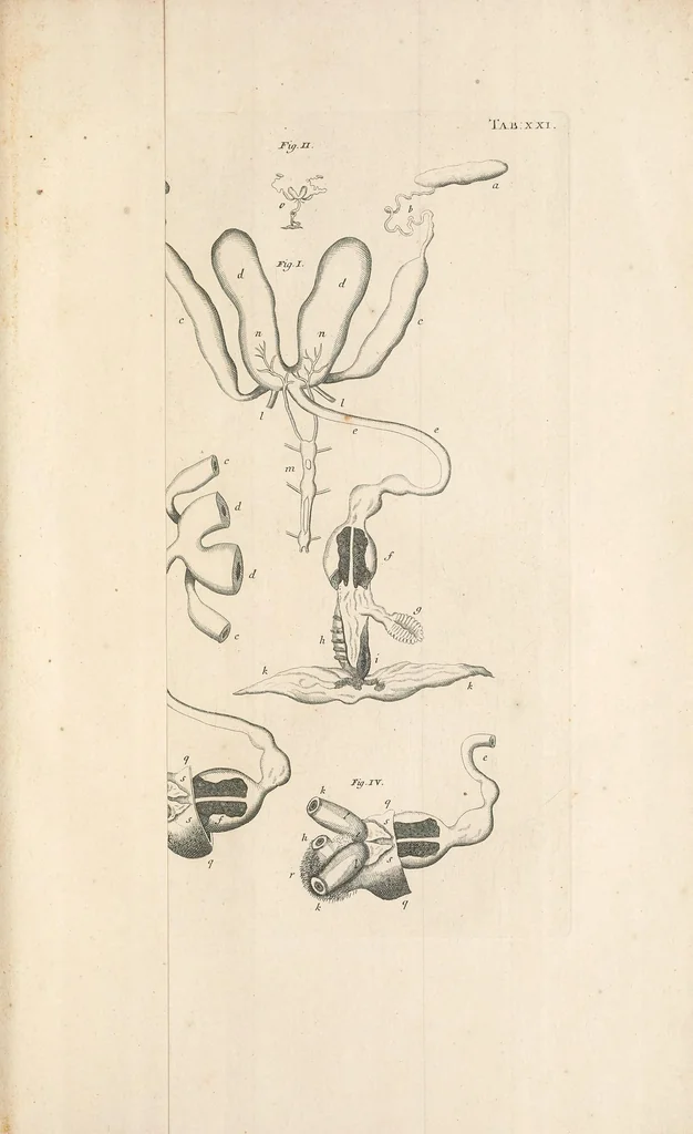 An illustration from Bybel der natuure, 1737, leaf 727