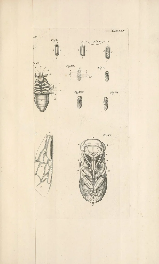 An illustration from Bybel der natuure, 1737, leaf 747
