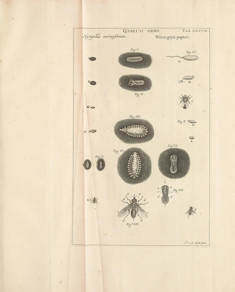 An illustration from Bybel der natuure, 1737, leaf 801