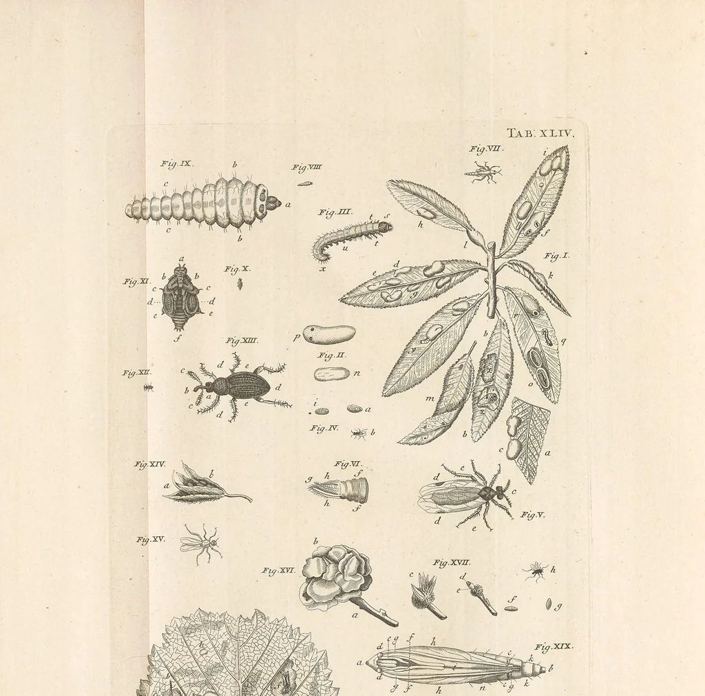 An illustration from Bybel der natuure, 1737, leaf 825