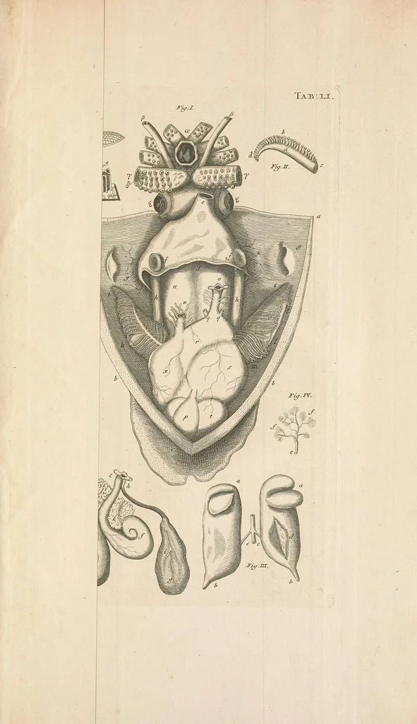 An illustration from Bybel der natuure, 1737, leaf 851