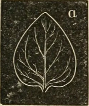 An illustration from Teachers' manual for freehand drawing in Intermediate schools : intended to accompany the drawing-books for intermediate schools, 1878, leaf 170