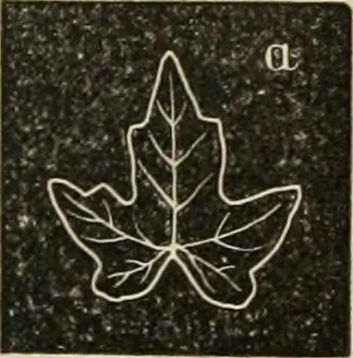 An illustration from Teachers' manual for freehand drawing in Intermediate schools : intended to accompany the drawing-books for intermediate schools, 1878, leaf 178