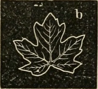An illustration from Teachers' manual for freehand drawing in Intermediate schools : intended to accompany the drawing-books for intermediate schools, 1878, leaf 178