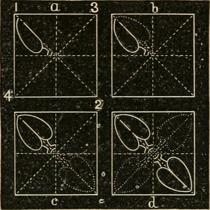 An illustration from Teachers' manual for freehand drawing in Intermediate schools : intended to accompany the drawing-books for intermediate schools, 1878, leaf 184