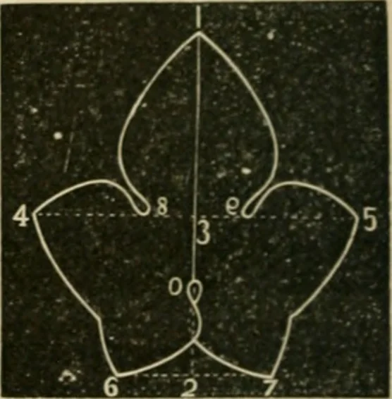 An illustration from Teachers' manual for freehand drawing in Intermediate schools : intended to accompany the drawing-books for intermediate schools, 1878, leaf 199