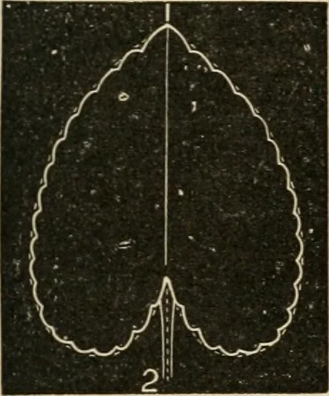 An illustration from Teachers' manual for freehand drawing in Intermediate schools : intended to accompany the drawing-books for intermediate schools, 1878, leaf 200