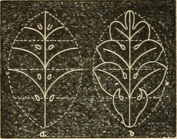 An illustration from Teachers' manual for freehand drawing in Intermediate schools : intended to accompany the drawing-books for intermediate schools, 1878, leaf 202