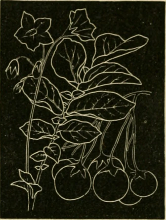 An illustration from Teachers' manual for freehand drawing in Intermediate schools : intended to accompany the drawing-books for intermediate schools, 1878, leaf 223