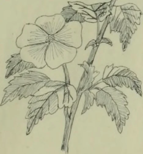 An illustration from Calculations and tables, connected with the art of weaving, 1700, leaf 92