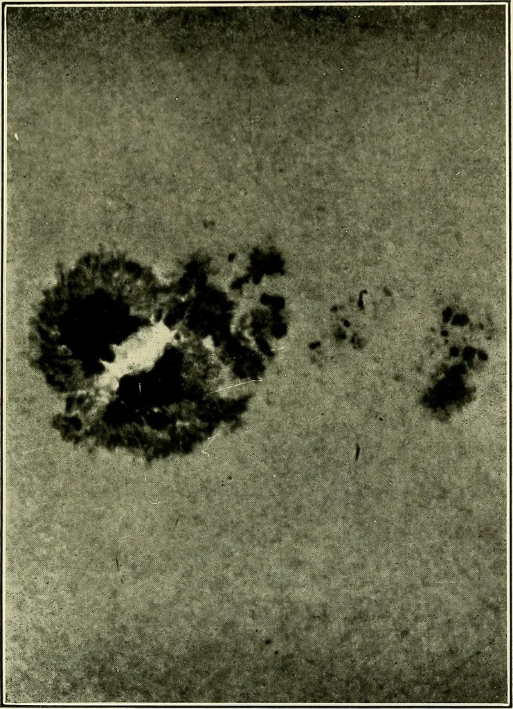 An illustration from The call of the stars; a popular introduction to a knowledge of the starry skies with their romance and legend, 1919, leaf 348