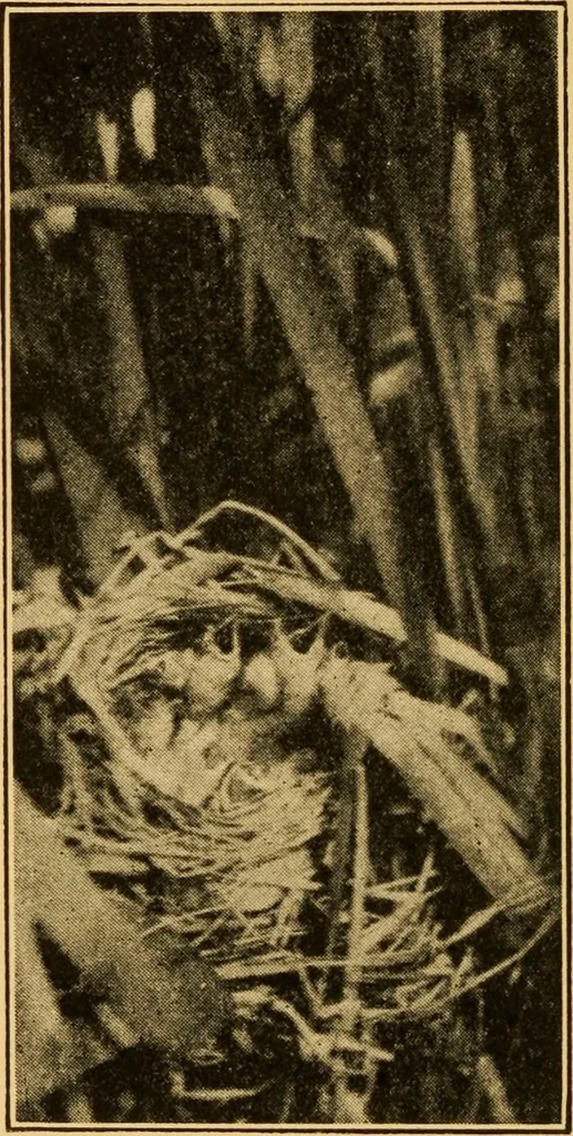 An illustration from Camp and outing activities, 1915, leaf 321