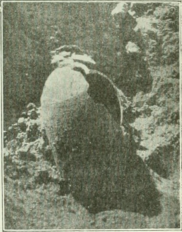 An illustration from Canaan d'après l'exploration récente, 1907, leaf 252