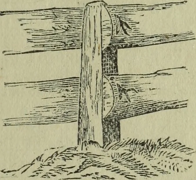 An illustration from The Canadian farm annual for 1880 published in Connection with the Weekly Mail, 1880, leaf 22