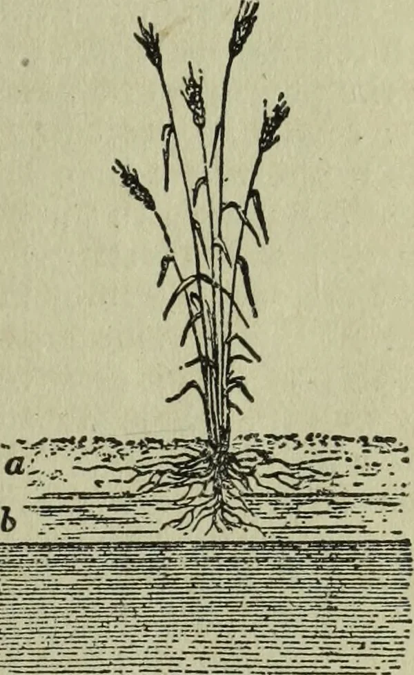 An illustration from The Canadian farm annual for 1880 published in Connection with the Weekly Mail, 1880, leaf 28