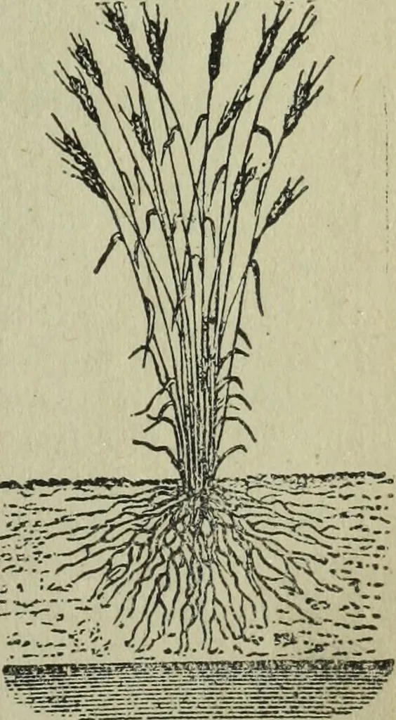 An illustration from The Canadian farm annual for 1880 published in Connection with the Weekly Mail, 1880, leaf 28