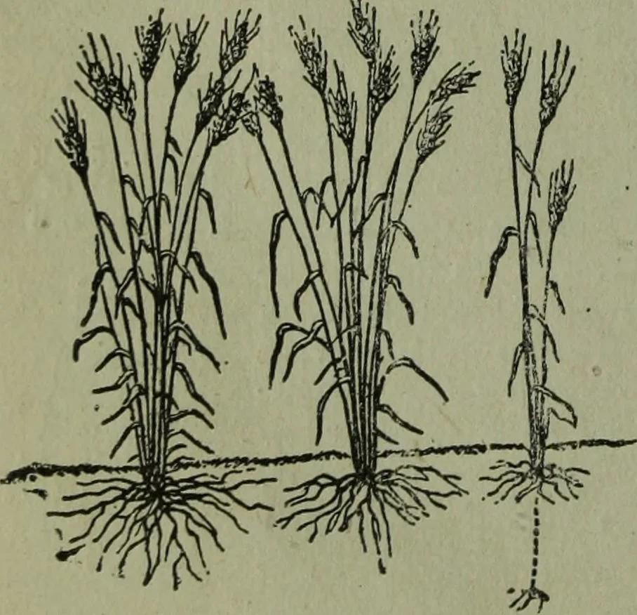 An illustration from The Canadian farm annual for 1880 published in Connection with the Weekly Mail, 1880, leaf 31