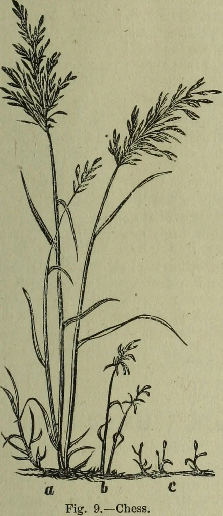 An illustration from The Canadian farm annual for 1880 published in Connection with the Weekly Mail, 1880, leaf 32