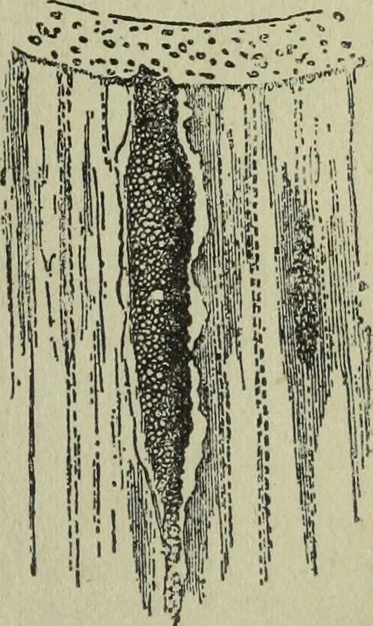 An illustration from The Canadian farm annual for 1880 published in Connection with the Weekly Mail, 1880, leaf 32