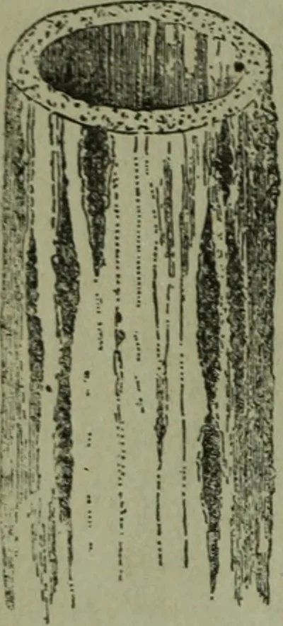 An illustration from The Canadian farm annual for 1880 published in Connection with the Weekly Mail, 1880, leaf 33