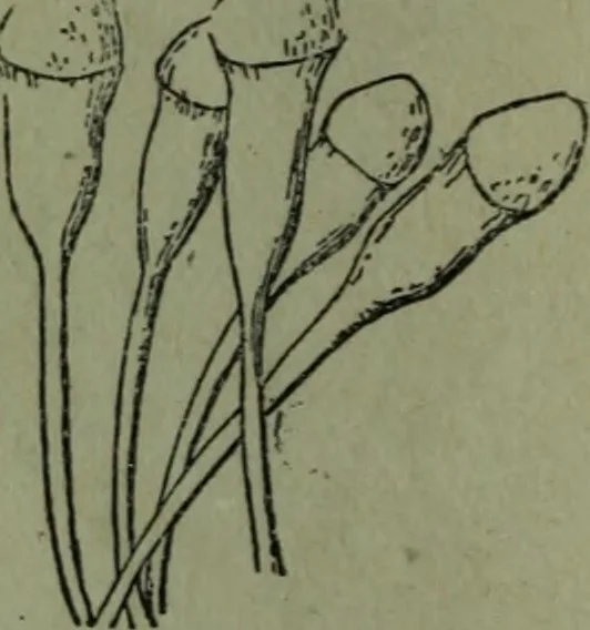 An illustration from The Canadian farm annual for 1880 published in Connection with the Weekly Mail, 1880, leaf 33