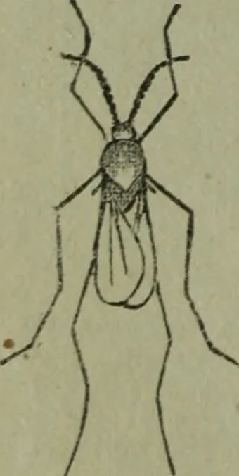 An illustration from The Canadian farm annual for 1880 published in Connection with the Weekly Mail, 1880, leaf 33