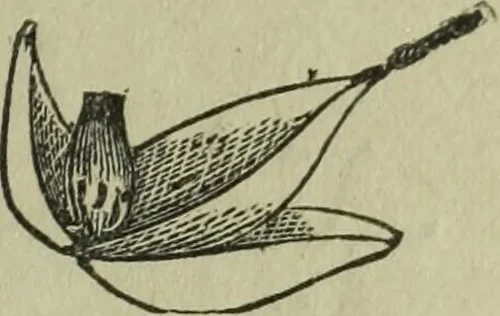 An illustration from The Canadian farm annual for 1880 published in Connection with the Weekly Mail, 1880, leaf 34