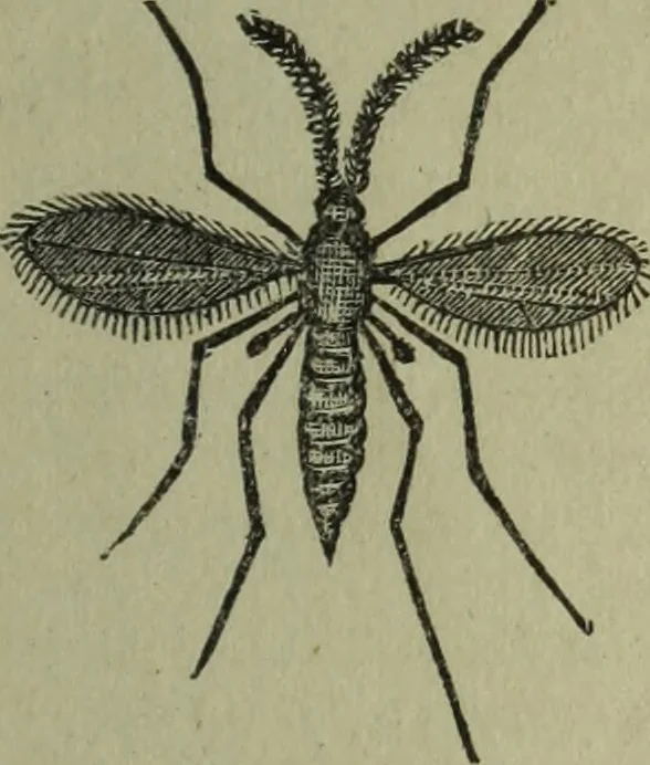 An illustration from The Canadian farm annual for 1880 published in Connection with the Weekly Mail, 1880, leaf 34