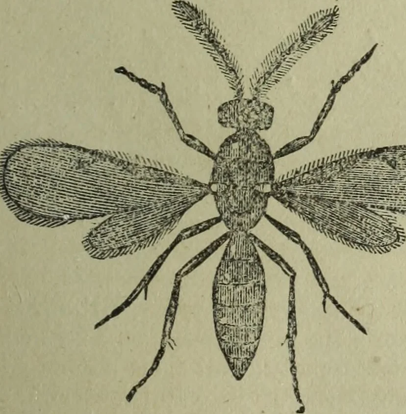 An illustration from The Canadian farm annual for 1880 published in Connection with the Weekly Mail, 1880, leaf 34