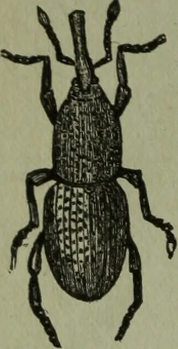 An illustration from The Canadian farm annual for 1880 published in Connection with the Weekly Mail, 1880, leaf 35