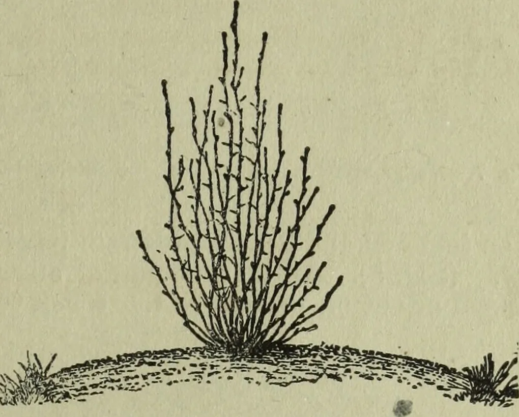 An illustration from The Canadian farm annual for 1880 published in Connection with the Weekly Mail, 1880, leaf 36
