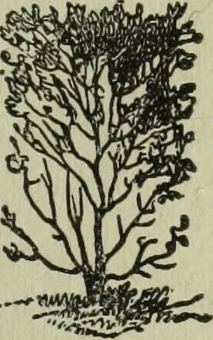 An illustration from The Canadian farm annual for 1880 published in Connection with the Weekly Mail, 1880, leaf 36
