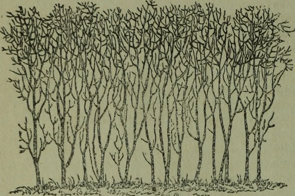 An illustration from The Canadian farm annual for 1880 published in Connection with the Weekly Mail, 1880, leaf 37