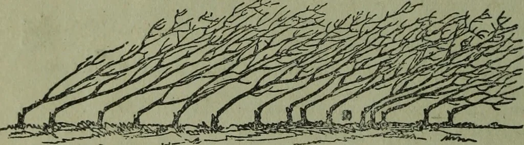 An illustration from The Canadian farm annual for 1880 published in Connection with the Weekly Mail, 1880, leaf 37