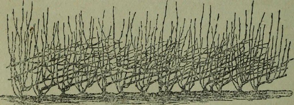 An illustration from The Canadian farm annual for 1880 published in Connection with the Weekly Mail, 1880, leaf 37