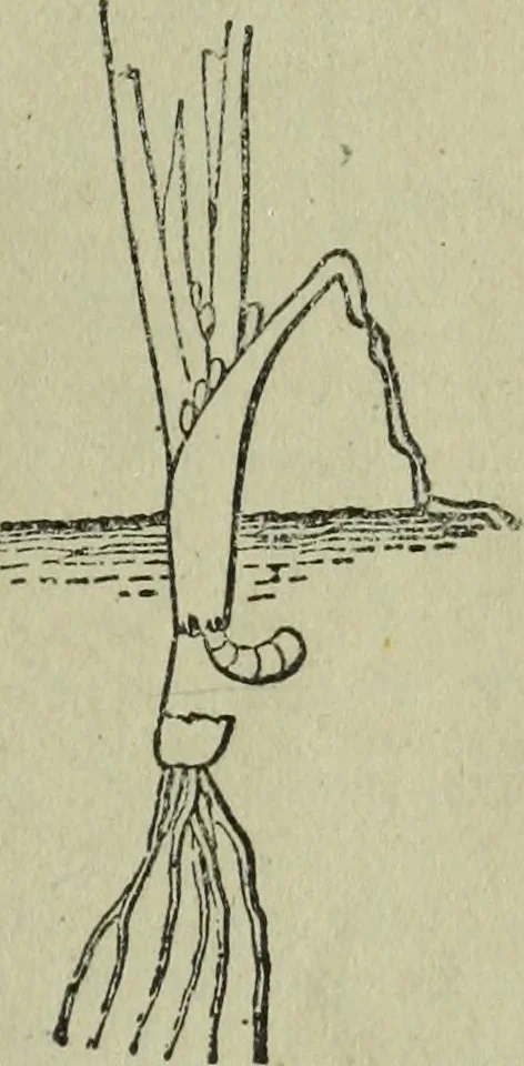 An illustration from The Canadian farm annual for 1880 published in Connection with the Weekly Mail, 1880, leaf 38