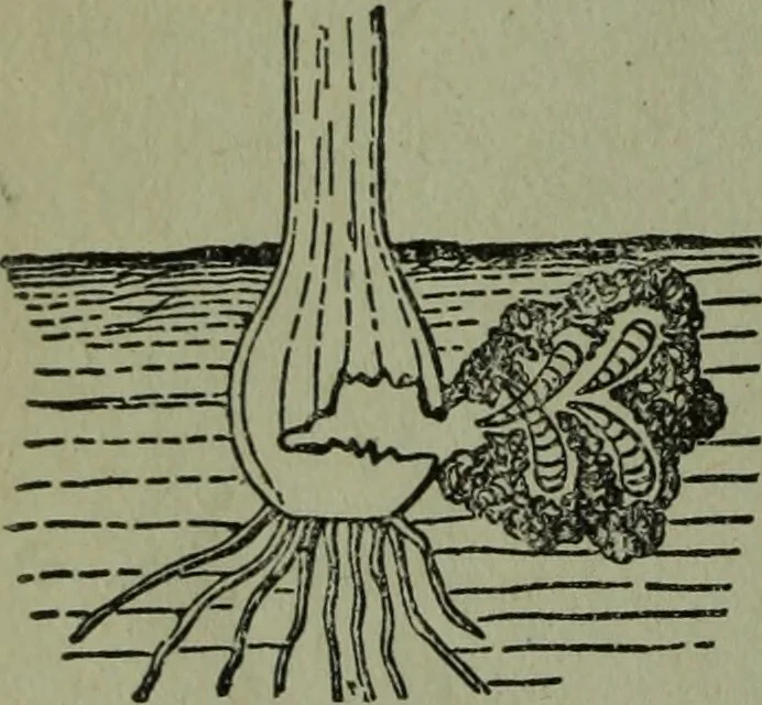An illustration from The Canadian farm annual for 1880 published in Connection with the Weekly Mail, 1880, leaf 39