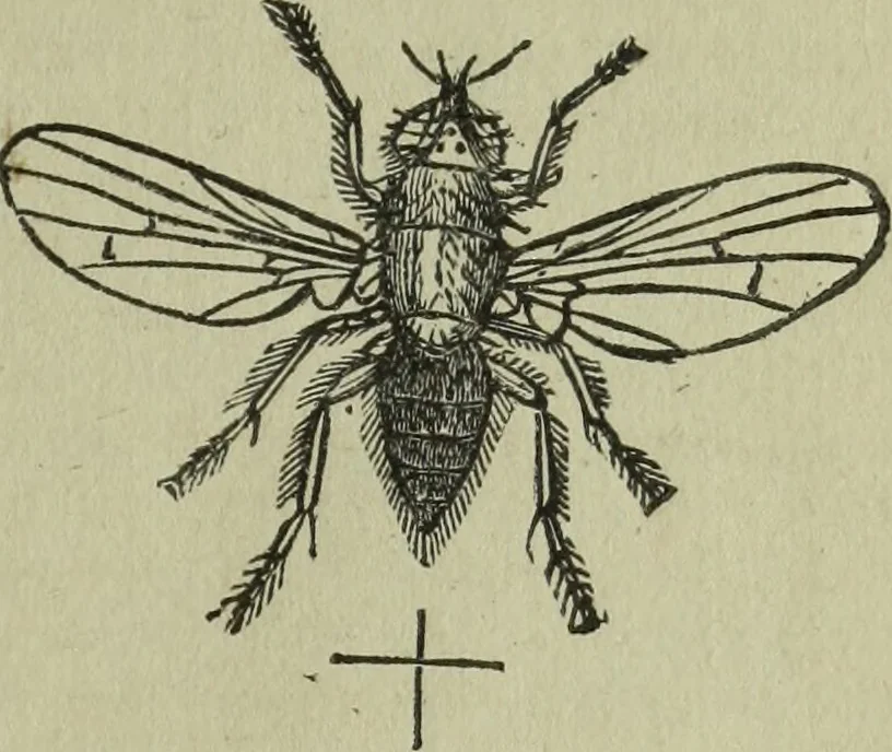 An illustration from The Canadian farm annual for 1880 published in Connection with the Weekly Mail, 1880, leaf 40