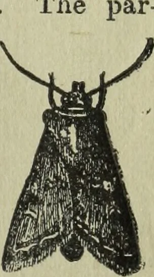 An illustration from The Canadian farm annual for 1880 published in Connection with the Weekly Mail, 1880, leaf 44