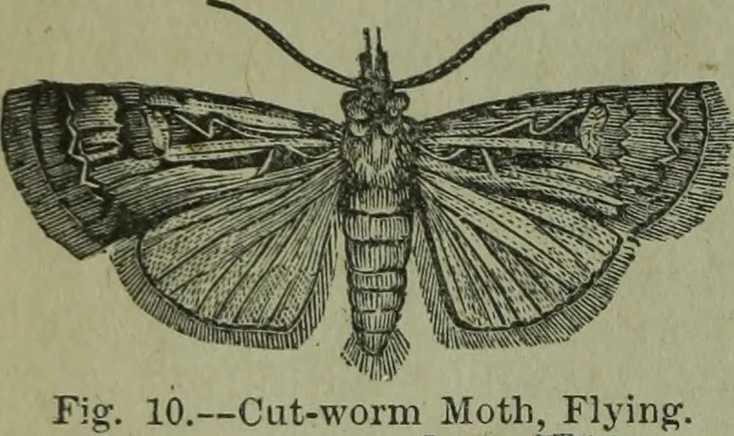 An illustration from The Canadian farm annual for 1880 published in Connection with the Weekly Mail, 1880, leaf 45