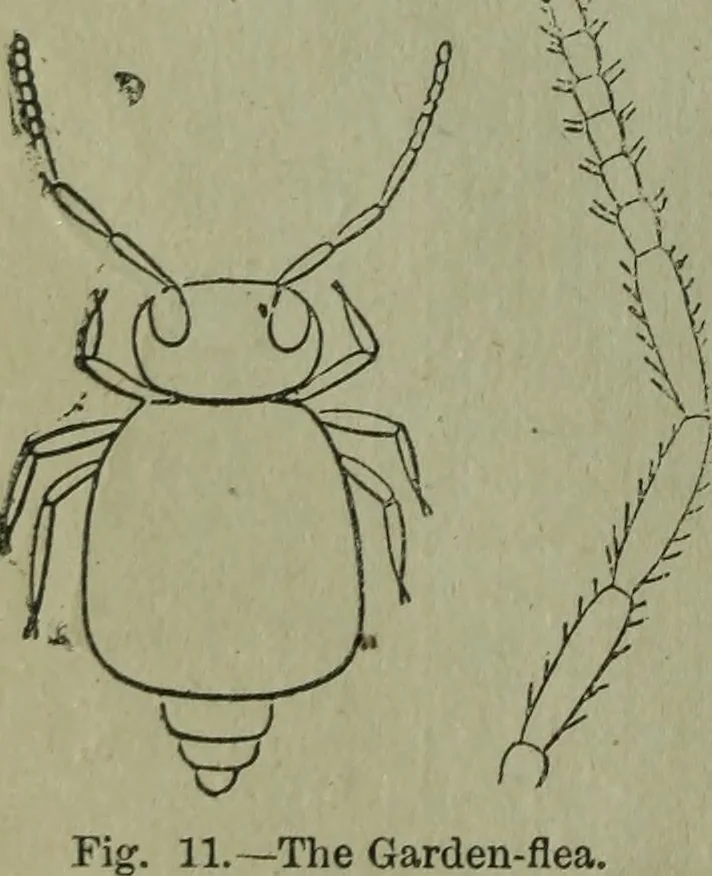 An illustration from The Canadian farm annual for 1880 published in Connection with the Weekly Mail, 1880, leaf 45