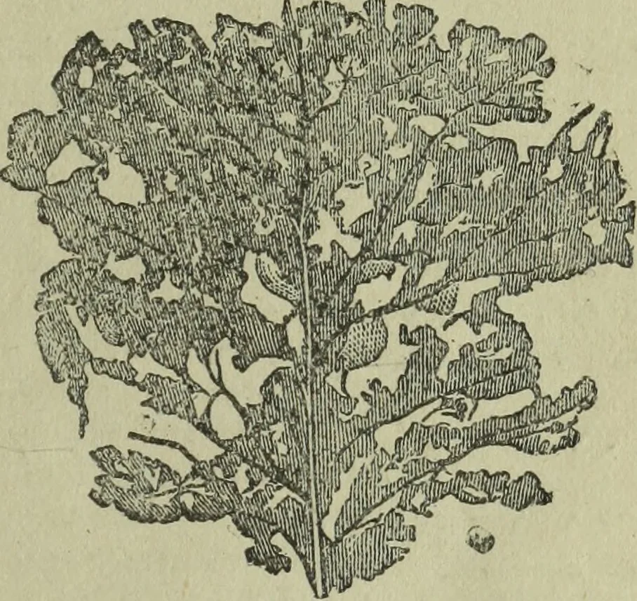 An illustration from The Canadian farm annual for 1880 published in Connection with the Weekly Mail, 1880, leaf 46