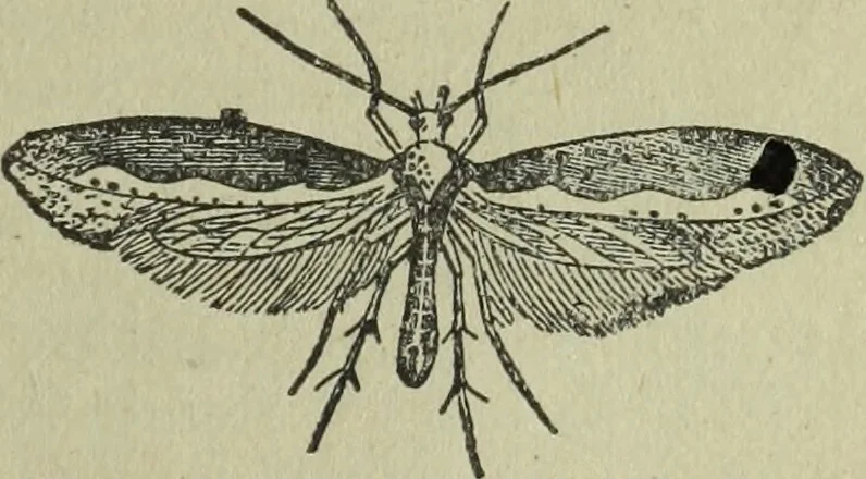 An illustration from The Canadian farm annual for 1880 published in Connection with the Weekly Mail, 1880, leaf 46