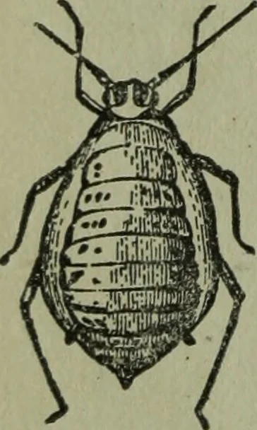 An illustration from The Canadian farm annual for 1880 published in Connection with the Weekly Mail, 1880, leaf 47