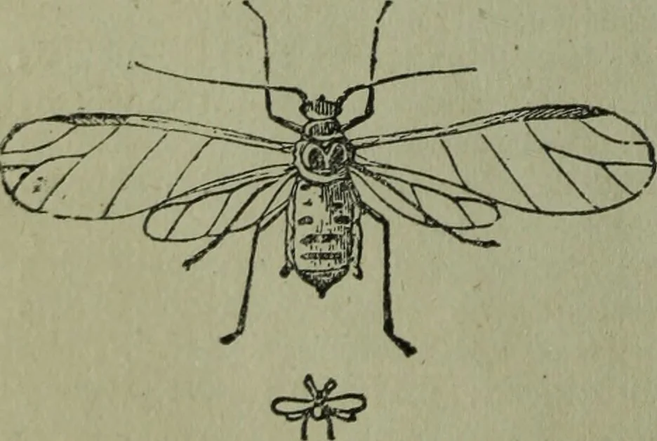 An illustration from The Canadian farm annual for 1880 published in Connection with the Weekly Mail, 1880, leaf 47