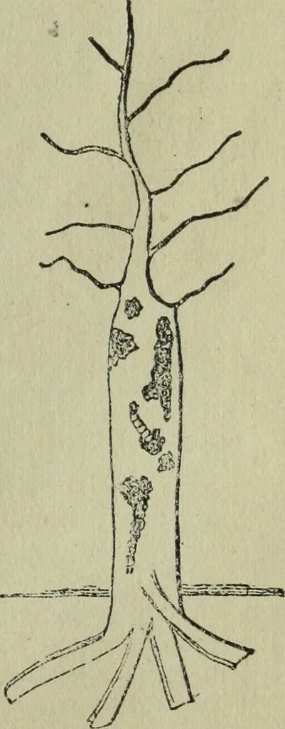An illustration from The Canadian farm annual for 1880 published in Connection with the Weekly Mail, 1880, leaf 48