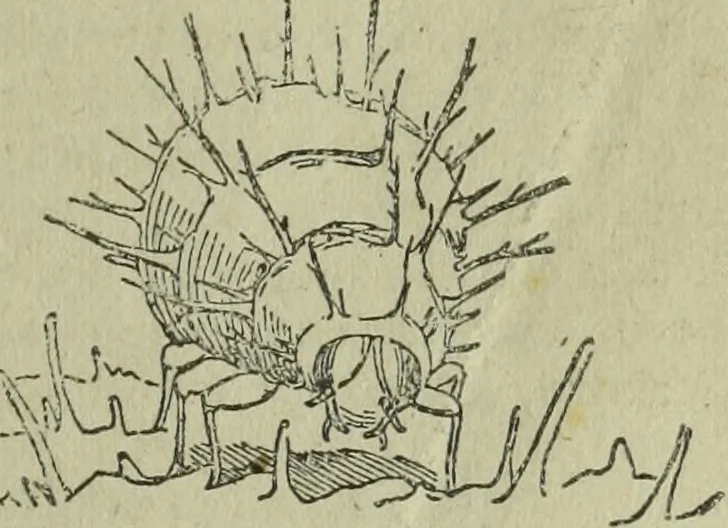 An illustration from The Canadian farm annual for 1880 published in Connection with the Weekly Mail, 1880, leaf 50
