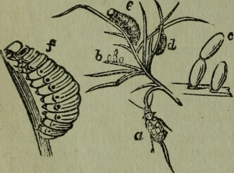 An illustration from The Canadian farm annual for 1880 published in Connection with the Weekly Mail, 1880, leaf 51