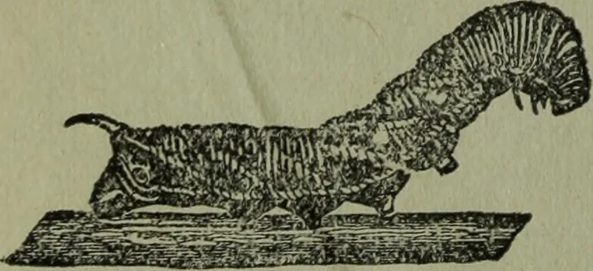 An illustration from The Canadian farm annual for 1880 published in Connection with the Weekly Mail, 1880, leaf 51